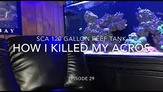 SCA 120 Gallon Reef Tank | EP. 28 | How I killed My Acropora & Miracle Mud Thoughts
