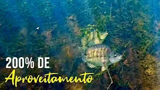 UM DISPARO E DUAS TIL&Aacute;PIAS! Pesca Sub - SubTv Spearfishing