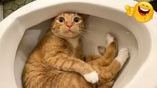 😆 Funniest Dogs and Cats Clips 2026 🦴 Try Not To Laugh 🍿