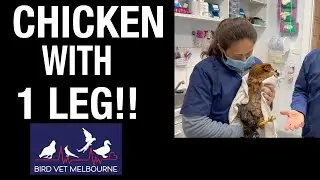 Chicken with 1 leg at Bird Vet Melbourne