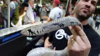 Black Pearl Reptiles 2014 Axanthic Blacktail Cribo @ Pomona Reptile Supershow