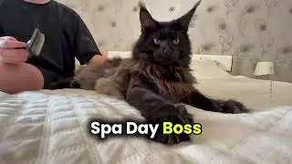 Professional Cat Spa Supervisor 😼💆&zwj;♂️ | Maine Coon Enjoys Grooming