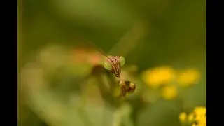 Tokina 100mm F/2.8 Macro & Nikon D610.