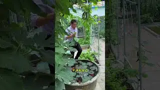 The dream rural life after retirement growing vegetables and raising
