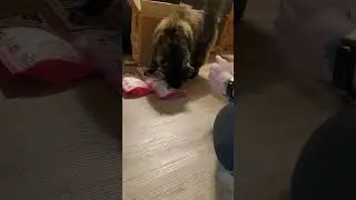 opening a Purebites prize from Modern Cat Magaine