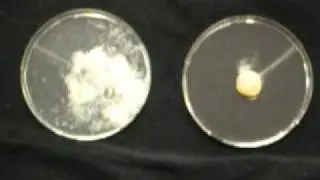 Bacterin Putty vs Leading Putty.wmv