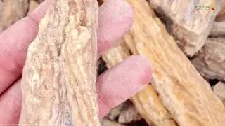 Agrotek | Getah Damar Terbaik Di Dunia Ada Di Indonesia