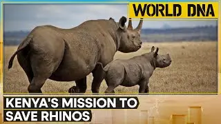 Kenya's Mission To Save Rhinos From Extinction, Wildlife Teams Prepare For Health Checkups | WION