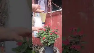 Remedio para la cochinilla en plantas #plantas #plagas