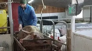 //Супер Вес в 5 месяцев отроду☝//Разные породы и какой разный вес//Я должен-это сделать, извините//