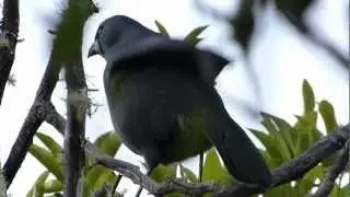 Kokako calling - Tiri tiri Matangi