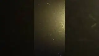 Why the flying insects gather around the lights