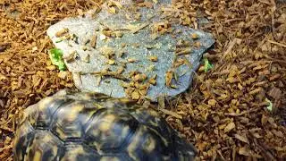 Cherry Head Marble and Red Footed Tortoise