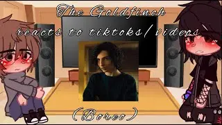 The Goldfinch reacts to tiktoks/videos (Boreo) [] The Goldfinch [] Boreo [] Fw? [] GC