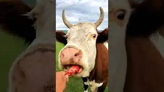 [Cow with me] cow eat meat, eat beef steak.