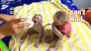 Really Interested With Baby Monkey Nita