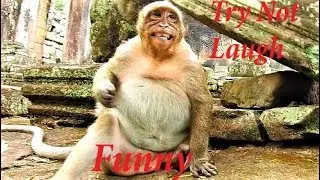 Much Watch SP, Try Not Laugh Monkey Funny Face, Sweet Pea lost mom & walk to find along time
