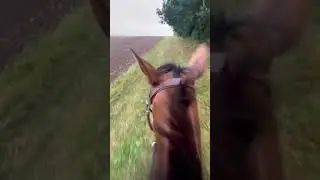 🏇🏇 #horse #equestrian #horserider #thoroughbred #canter #pointtopoint #horseriding #trailride