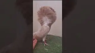 نثيه كريمي من انتاج جاسم جناحي 2022
