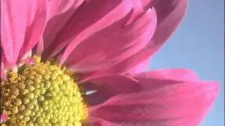 Pretty Pretty Star - Billy Corgan - The Future Embrace