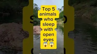 Top 5 animals who sleep with open eyes😱😱 #animals #birds #nocturnals #shorts #viral #top