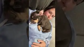 Dogs' companionship and love for their owners 🐶 #dog #doglover #lover #fyp