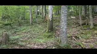 C&egrave;pe 2021 En juillet un champignon d'1kilo #cepes , #cepe