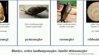 Bl&oslash;tdyr, orden landlungesnegler, familie diskossnegler mollusca Glanssnegler Vanlig hagesnegl Stor