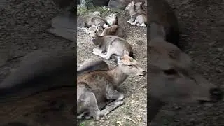 Can Deer Swim? 🏊&zwj;♀️