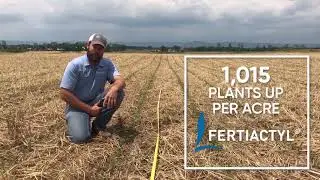 Facts From the Field - Corn Stands Count