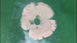 WORLD'S FIRST VIDEOS OF TERMITOMYCES CLYPEATUS SPORE PRINT DISPLAYING CHANGE IN PIGMENT AND MOISTURE