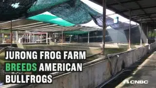 From farm to table, this is Singapore's only frog farm | CNBC International