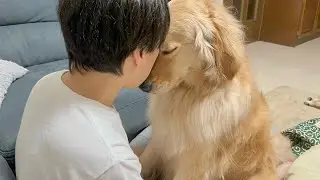 仕事終わりのパパに何としてでも甘えたいゴールデンレトリバーが可愛すぎました...