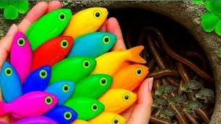Catching color catfish in small pond baby turtle, gold fish, guppy fish, pencil fish #fishtank#fish