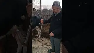 тепадиган сигирларни ювоштириш