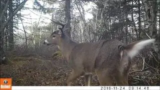 2016 Fall Trail Camera Video Compilation