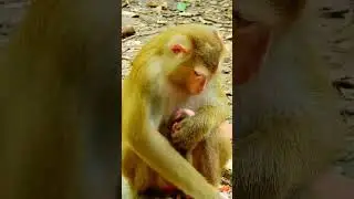 Best video! Baby requests mum to learn walking, but Luna mum keeps him carefully. #animals