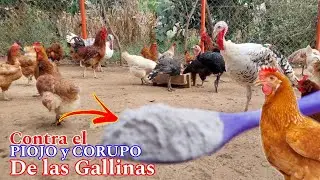👉Poderosa mezcla para eliminar los CORUCOS y los PIOJOS en las gallinas y los guajolotes. Efectivo✅️