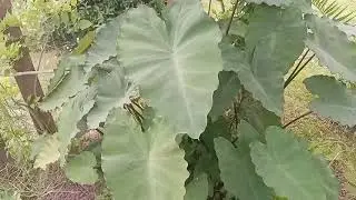 Conseils de culture Colocasia esculenta ou taro (chou-chine)