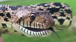 Bullsnake Hiss
