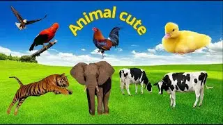 Animal sounds in the forest: dog, cat, bird, fish, pig, goat, cow. The animal house.