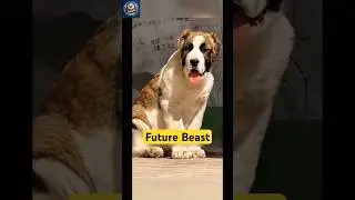 Alabai The Beast: World's Most Fearless Guardian Dog