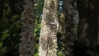 ##sharp tree#