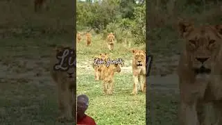 Lion family #wildlife #lion #animals #wildanimals #animalworld #explore #africa #wildliferescue
