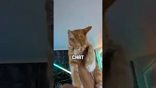 si t'as un chat, regarde cette vid&eacute;o