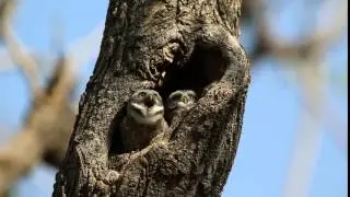 Spotted owlets calling...