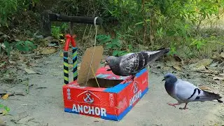 New Creative Bird Trap - Creative Pigeon Trap Using Cardboard and Axe