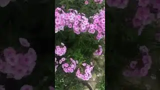Планы в выходные👩‍🌾обрезать стрелки хост 🌳Лилии,прополка сорняков 🌱