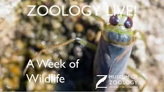 Zoology Live A Week of Wildlife: Pond Dipping