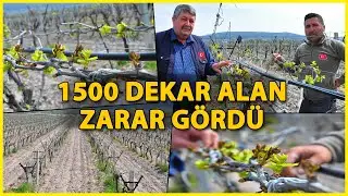 Manisa'da Üzüm Bağlarını Don Vurdu